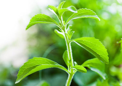 The medicinal value and health benefits of Stevia rebaudiana