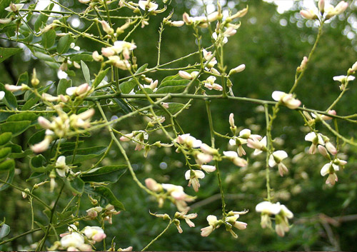 槐米竟然有这么多的好处！